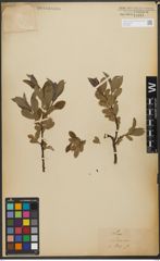Foto von Salix L.